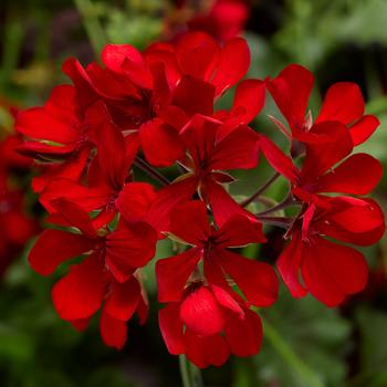 Pelargonium peltatum 'Cascade Dark Red' 