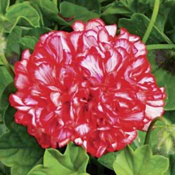 Pelargonium peltatum Ivy League™ 'Arctic Red'