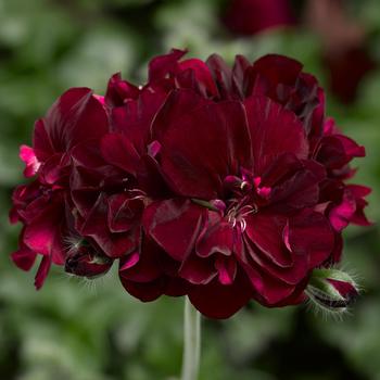 Pelargonium peltatum 'Burgundy' 