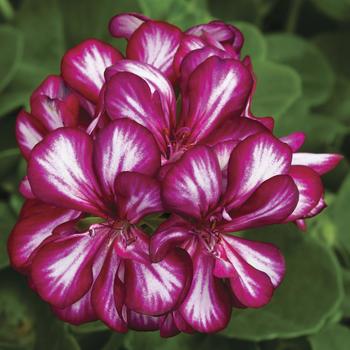 Pelargonium peltatum Ivy League™ 'Burgundy Bicolor'