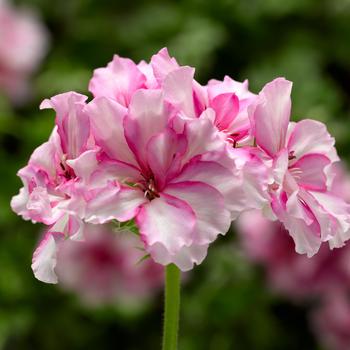 Pelargonium peltatum Ivy League™ 'Cherry Blossom'