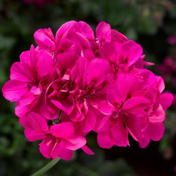 Pelargonium peltatum 'Deep Pink' 