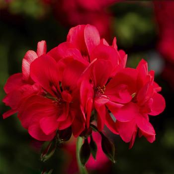 Pelargonium peltatum Ivy League™ 'Hot Coral'