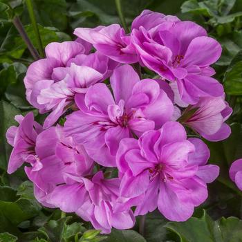 Pelargonium peltatum Ivy League™ 'Light Lavender'