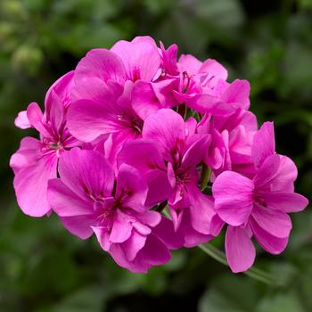 Pelargonium peltatum 'Orchid' 