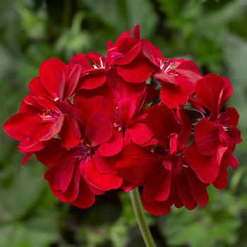 Pelargonium peltatum Ivy League™ 'Red'