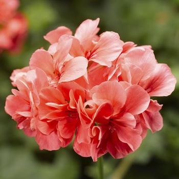 Pelargonium peltatum Ivy League™ 'Salmon'