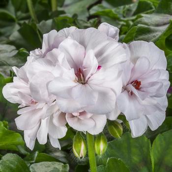 Pelargonium x hortorum 'Survivor Indigo Sky' Zonal Geranium