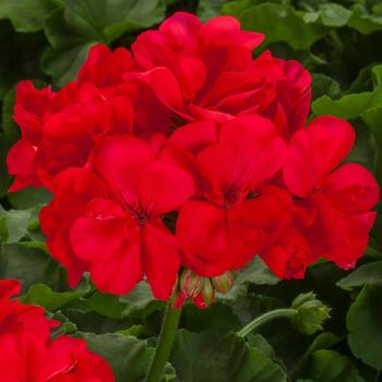 Pelargonium 