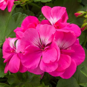 Pelargonium 