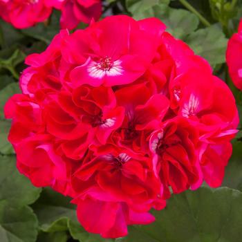 Pelargonium Calliope® Large Hot Rose