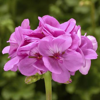 Pelargonium 