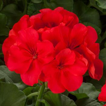 Pelargonium 'Orange Splash' 