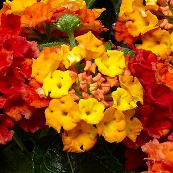 Lantana camara Bandana® 'Mango'