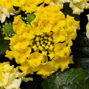 Lantana camara 'Lemon Zest' 