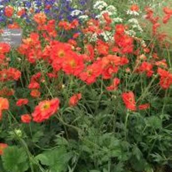 Geum 'Scarlet Tempest' 