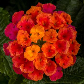 Lantana camara Bandolero™ Cherry Sunrise