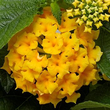 Lantana camara