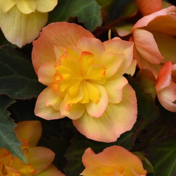 Begonia boliviensis 'Compact Double Apricot'