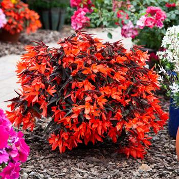 Begonia boliviensis 'Night Fever Papaya' 