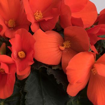 Begonia 'Orange' 