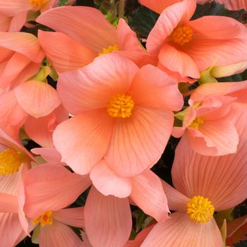 Begonia 'Pink' 