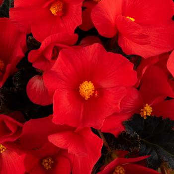 Begonia 'Red' 