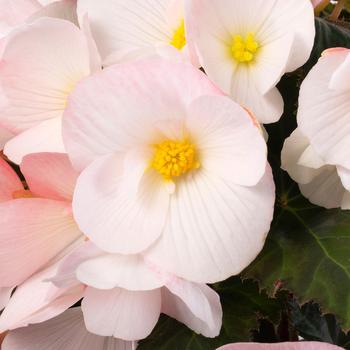Begonia Florencio™ 'White'