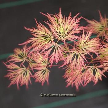 Acer palmatum 'Chantilly Lace' 
