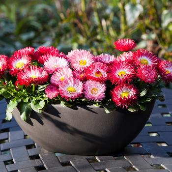 Bellis perennis Bam Bam™ Mix