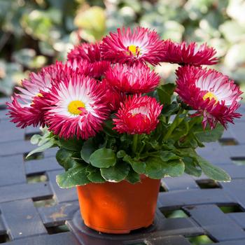 Bellis perennis Bam Bam™ Red