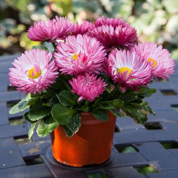 Bellis perennis 'Rose Improved' 