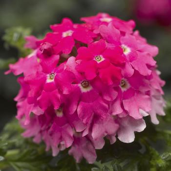 Verbena 'Lipstick' 