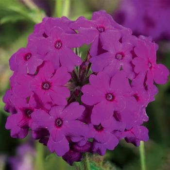 Verbena 