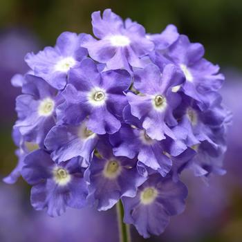 Verbena Lanai® Sky Blue