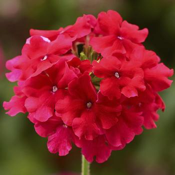 Verbena 'Strawberry' 