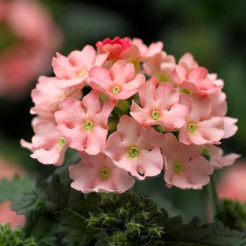 Verbena Lanai® Upright Peach