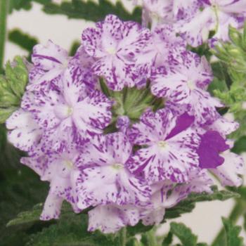 Verbena Lanai® Upright Purple Mosaic