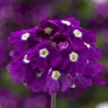 Verbena Lanai® Upright Purple w/Eye Imp.