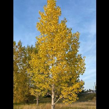 Populus sargentii 'Jeronimus' 