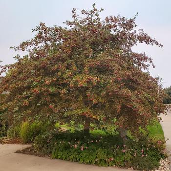 Crataegus ambigua