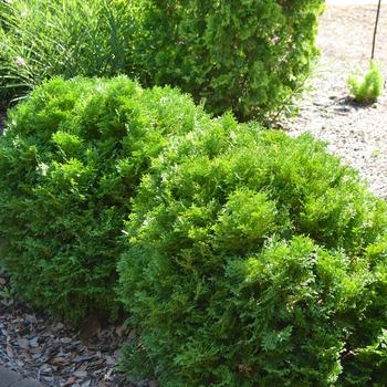 Thuja occidentalis 'Bobazam' 'Bobazam'