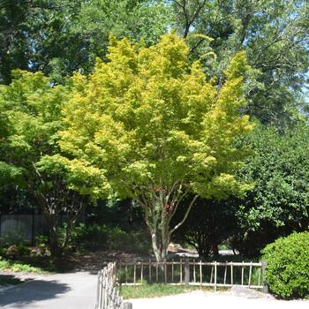 Acer palmatum 'Sango kaku'