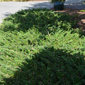 Juniperus conferta 'Blue Pacific' 