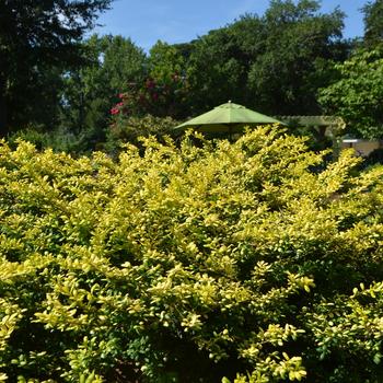 Ilex crenata 'Drops of Gold'