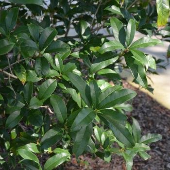 Osmanthus fragrans var. aurantiacus