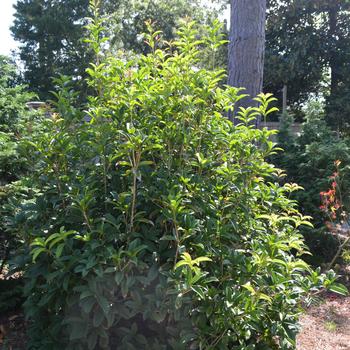 Osmanthus fragrans 'Conger Yellow' 