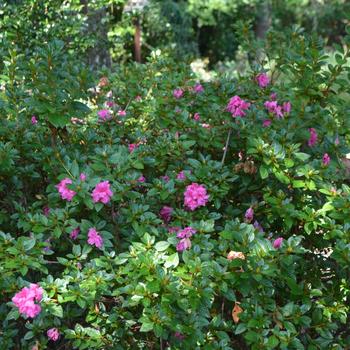 Rhododendron 'Roblea' PP12142