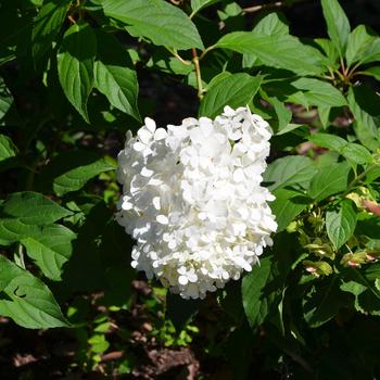 Hydrangea paniculata 'Vanilla Strawberry™' (169873)