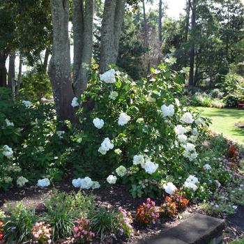 Hydrangea paniculata 'Vanilla Strawberry™'